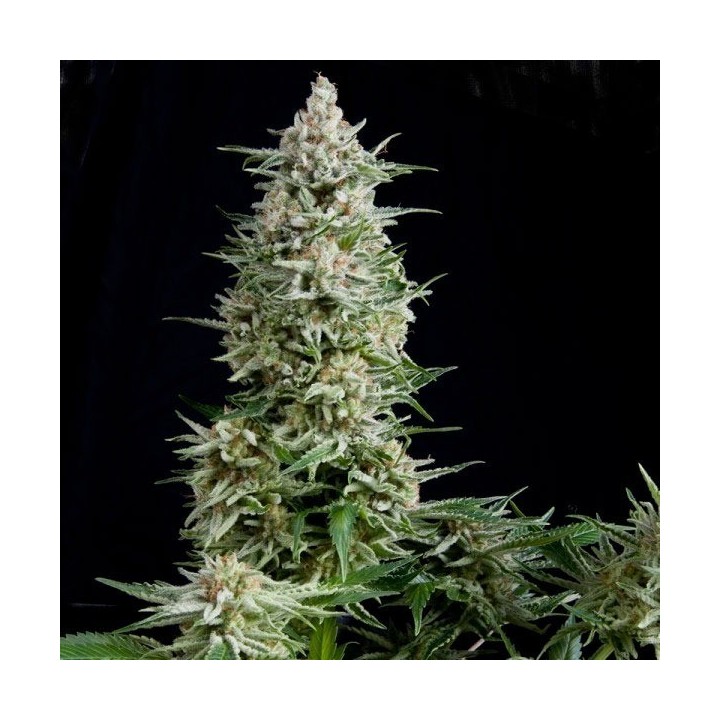 Amnesia Gold Feminizada de Pyramid Seeds