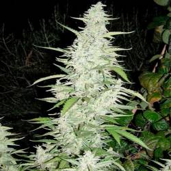 Maroc Feminizada de Female Seeds