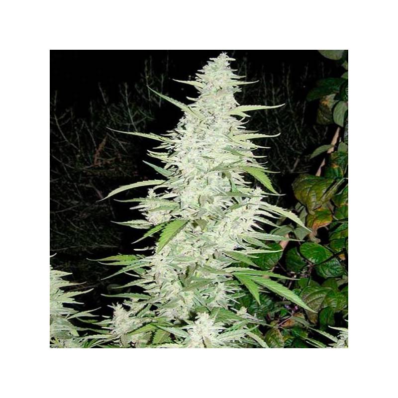 Maroc Feminizada de Female Seeds