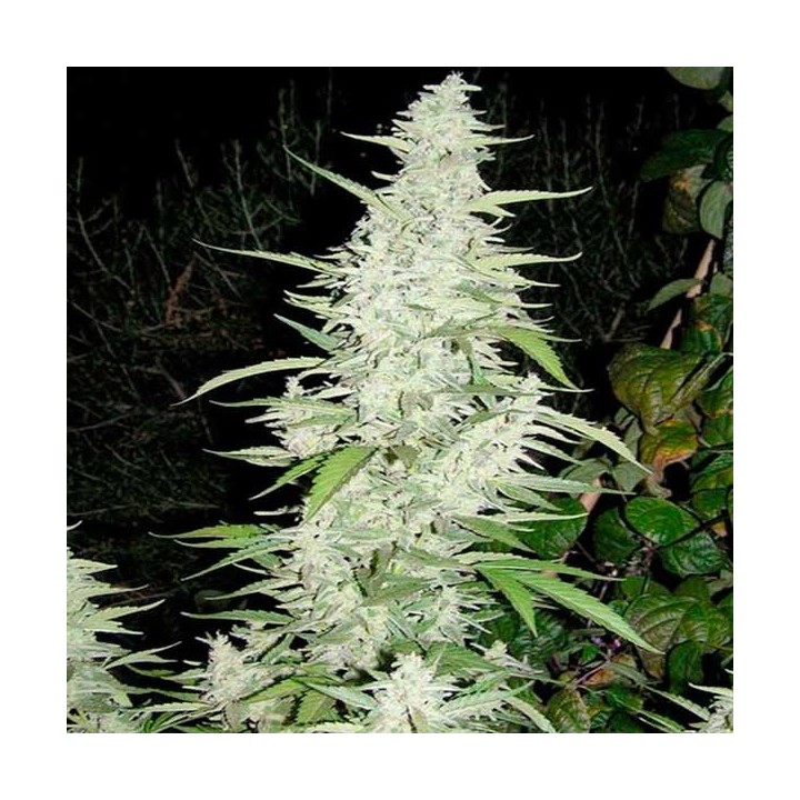 Maroc Feminizada de Female Seeds