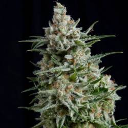 Anesthesia Feminizada de Pyramid Seeds