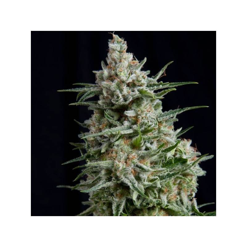 Anesthesia Feminizada de Pyramid Seeds