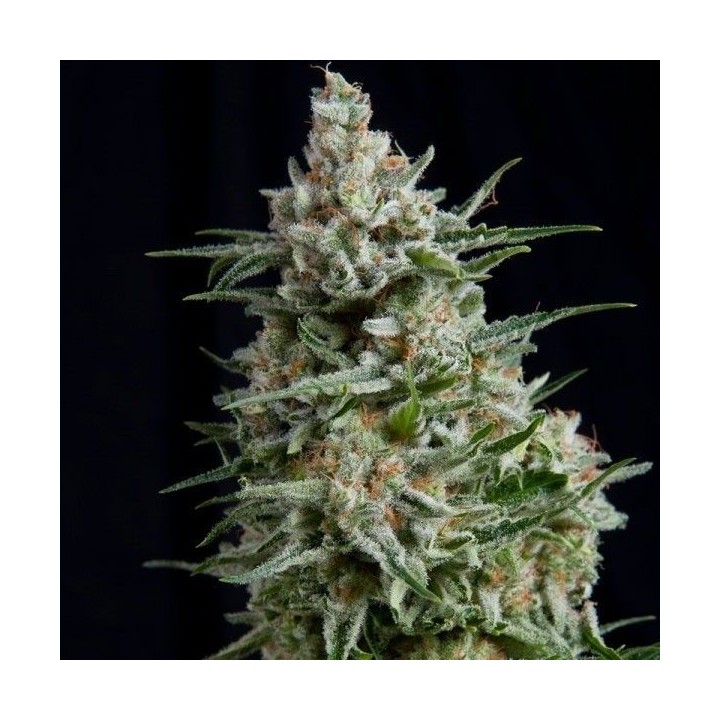 Anesthesia Feminizada de Pyramid Seeds