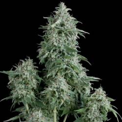 Anubis Feminizada de Pyramid Seeds