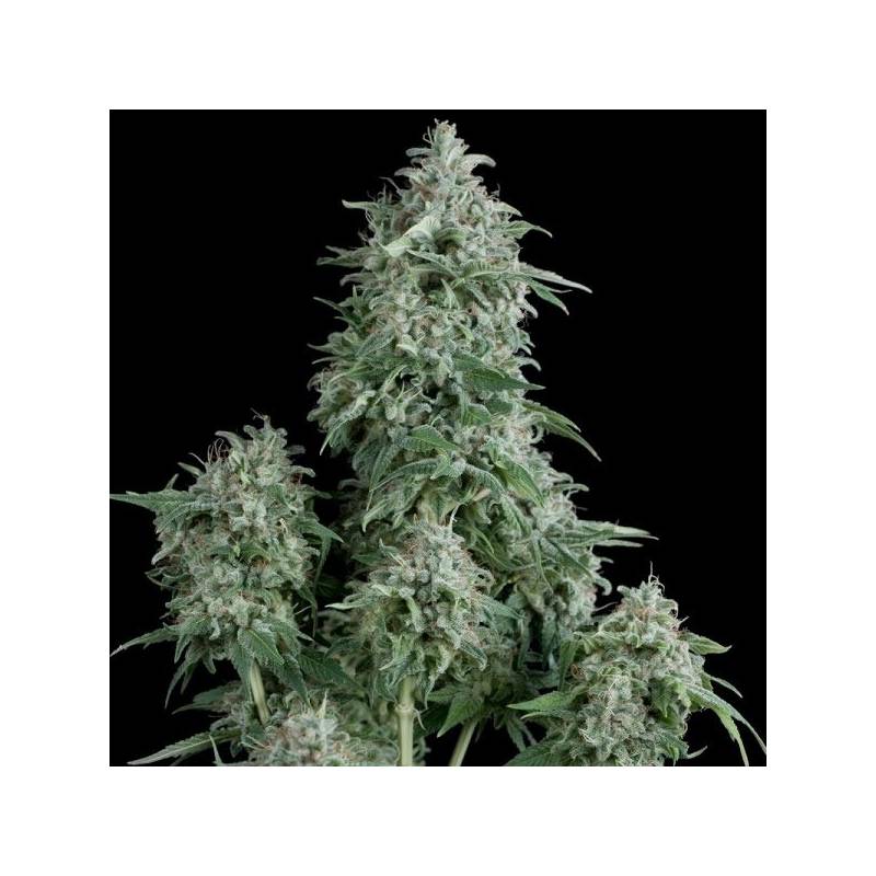 Anubis Feminizada de Pyramid Seeds