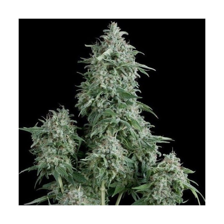 Anubis Feminizada de Pyramid Seeds