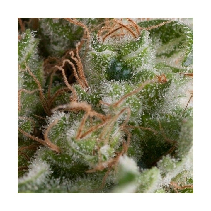 American Pie Autofloreciente Feminizada de Pyramid Seeds