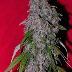 Nev. Haze Feminizada de Female Seeds