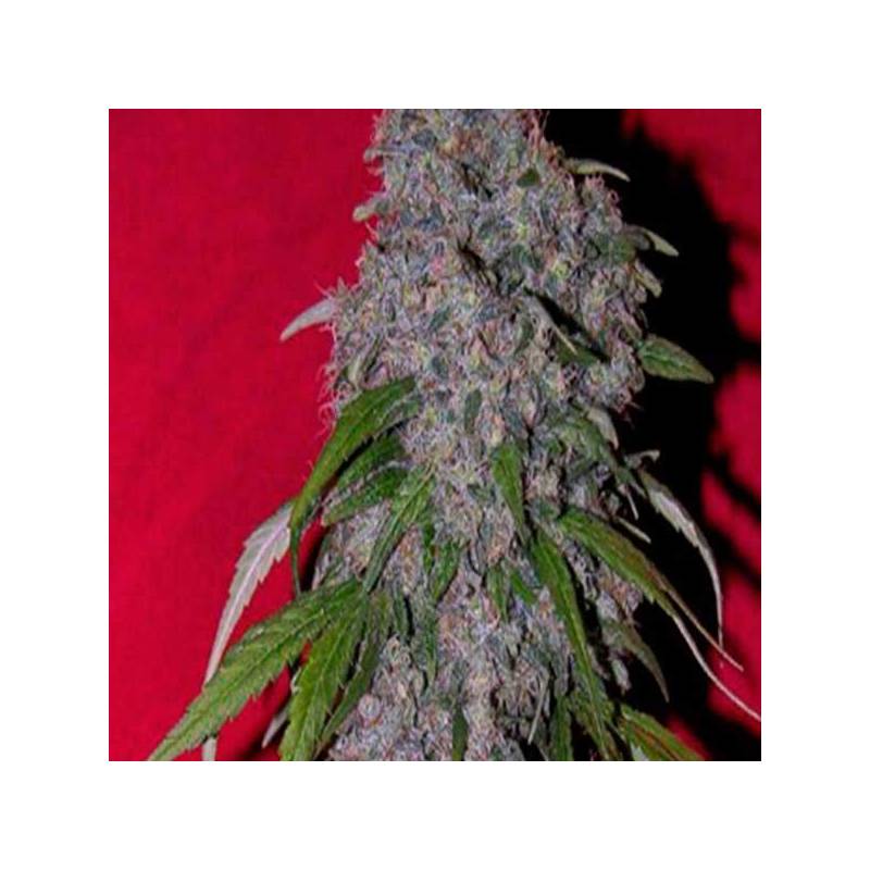 Nev. Haze Feminizada de Female Seeds