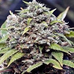 Pure Ak Feminizada de Female Seeds