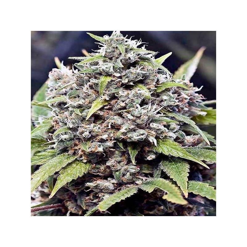 Pure Ak Feminizada de Female Seeds