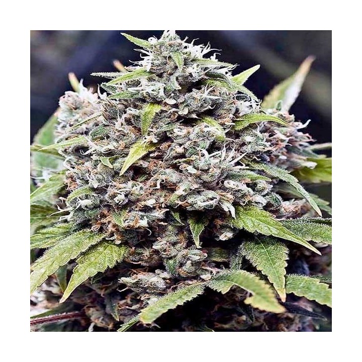 Pure Ak Feminizada de Female Seeds