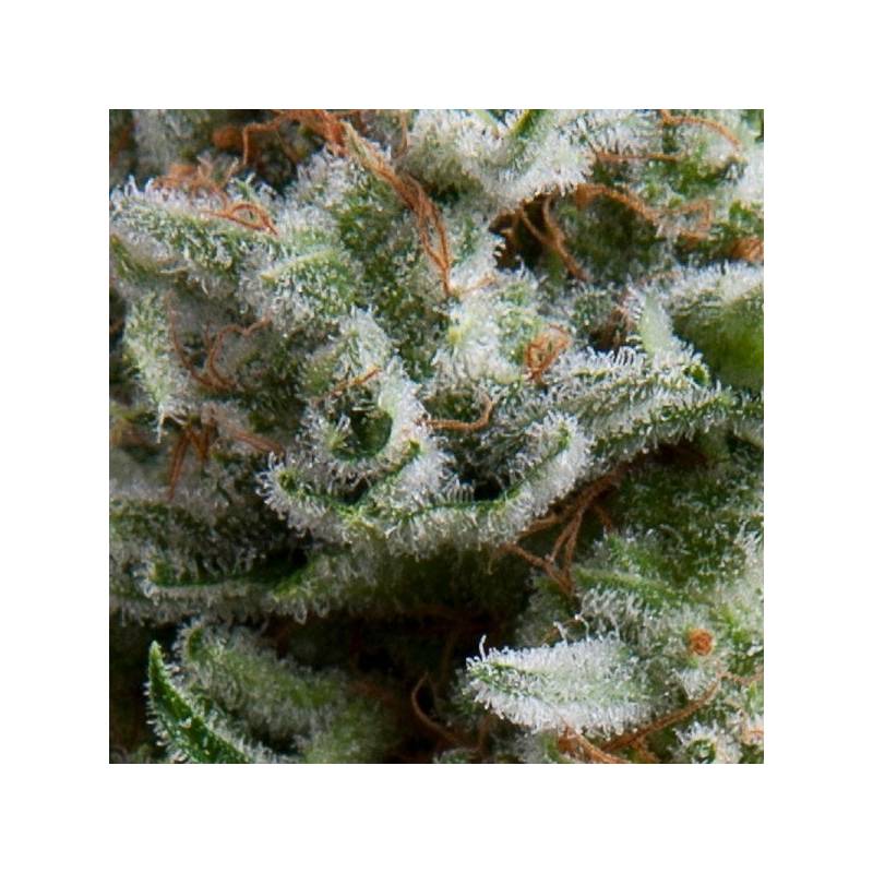 Anesthesia Autofloreciente Feminizada de Pyramid Seeds