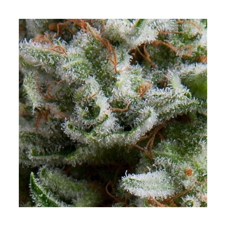 Anesthesia Autofloreciente Feminizada de Pyramid Seeds