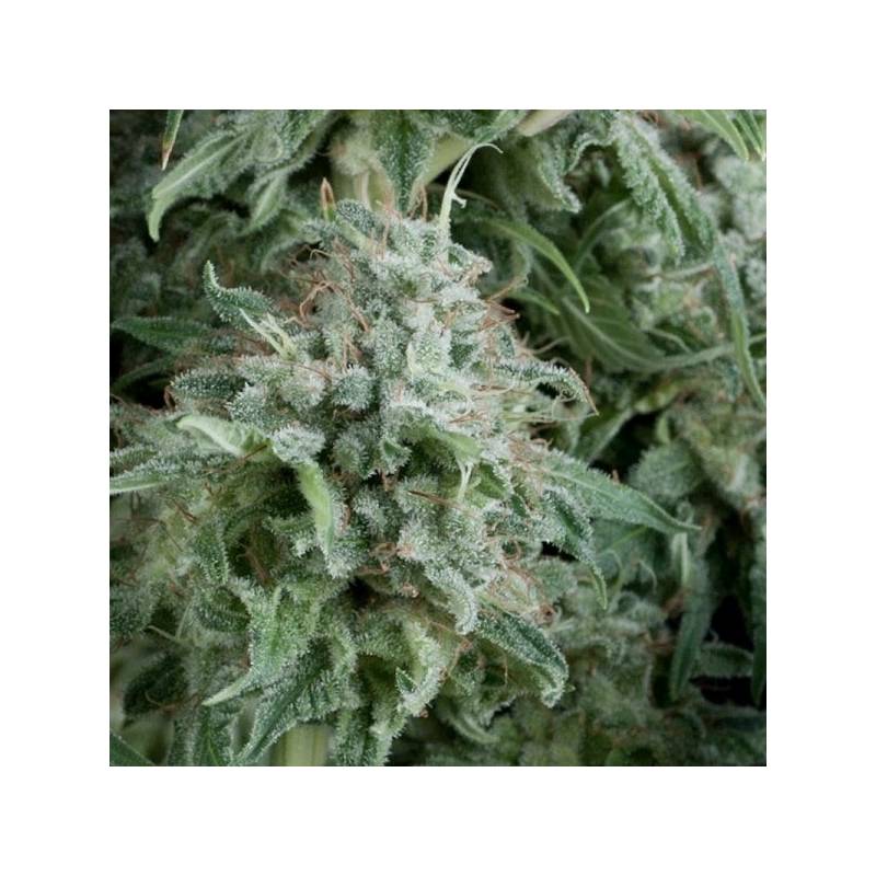 Anubis Autofloreciente Feminizada de Pyramid Seeds