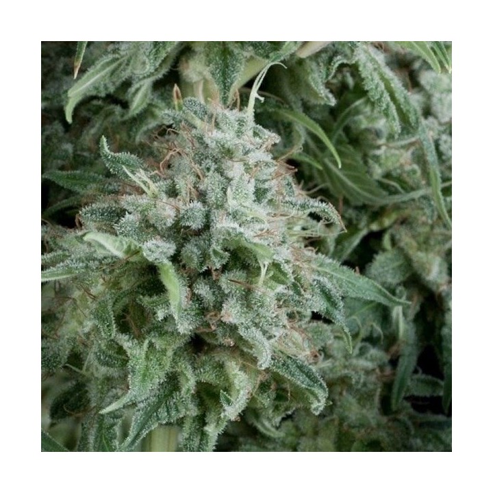 Anubis Autofloreciente Feminizada de Pyramid Seeds