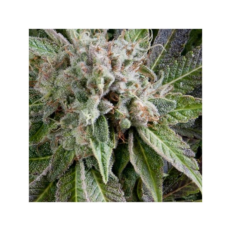 Blue Pyramid Autofloreciente Feminizada de Pyramid Seeds