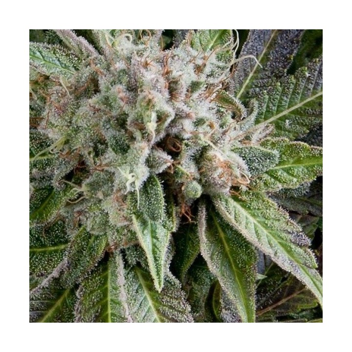Blue Pyramid Autofloreciente Feminizada de Pyramid Seeds