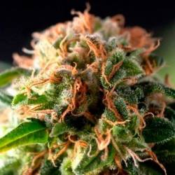 Fresh Candy Autofloreciente Feminizada de Pyramid Seeds