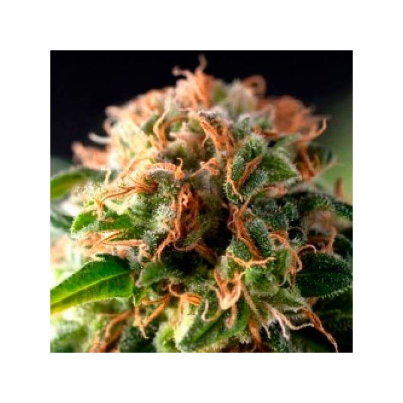 Fresh Candy Autofloreciente Feminizada de Pyramid Seeds