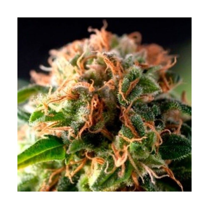 Fresh Candy Autofloreciente Feminizada de Pyramid Seeds