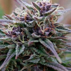 Purple Maroc Feminizada de Female Seeds