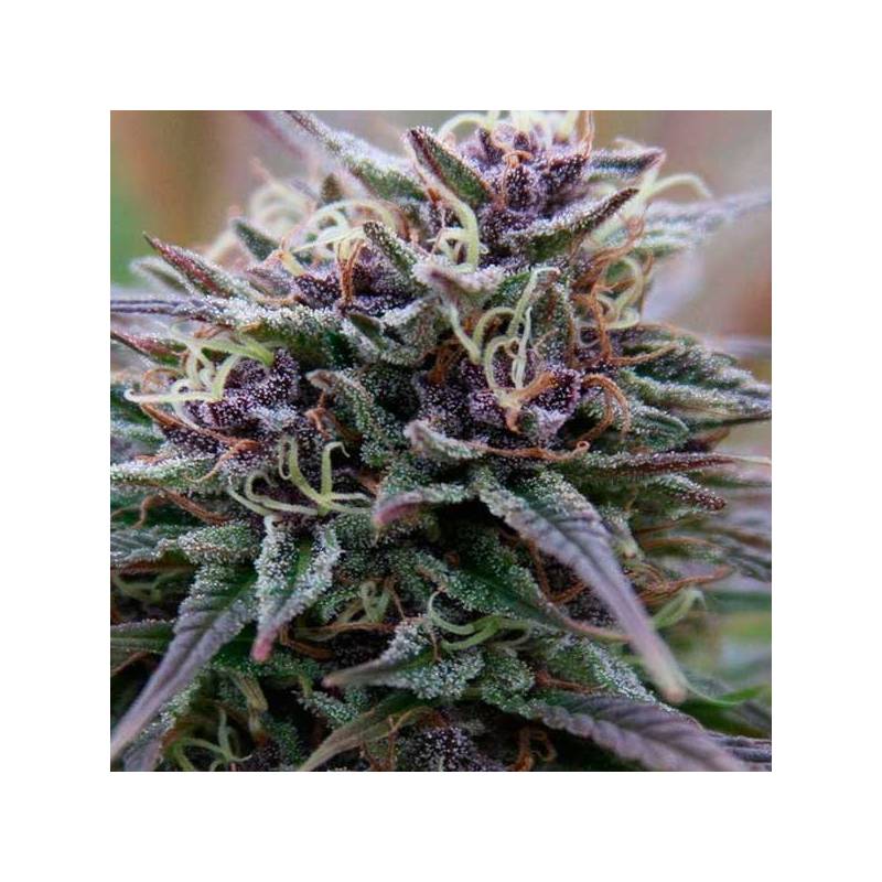 Purple Maroc Feminizada de Female Seeds