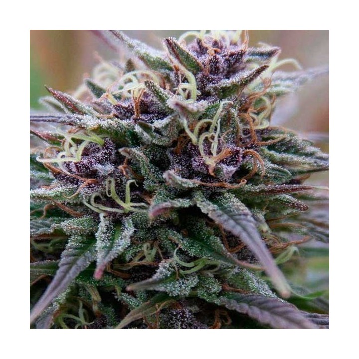 Purple Maroc Feminizada de Female Seeds