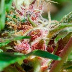 Red Purps Feminizada de Female Seeds