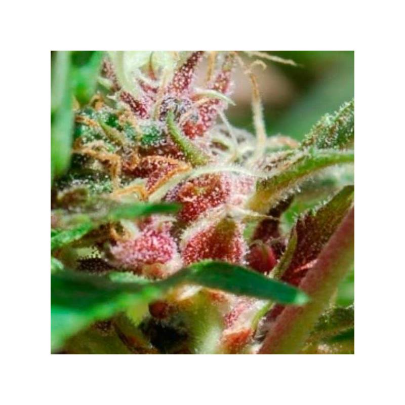 Red Purps Feminizada de Female Seeds