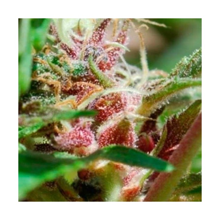 Red Purps Feminizada de Female Seeds
