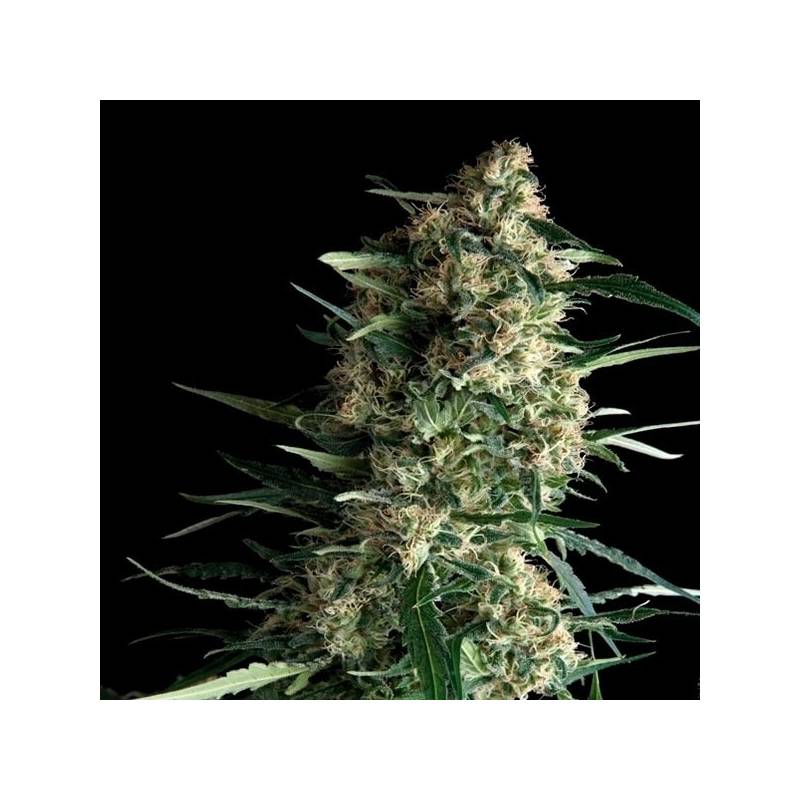 Galaxy Autofloreciente Feminizada de Pyramid Seeds