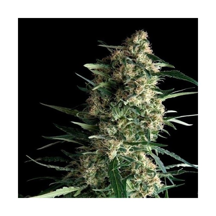 Galaxy Autofloreciente Feminizada de Pyramid Seeds