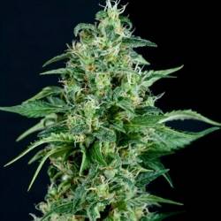 Kriptonite Autofloreciente Feminizada de Pyramid Seeds