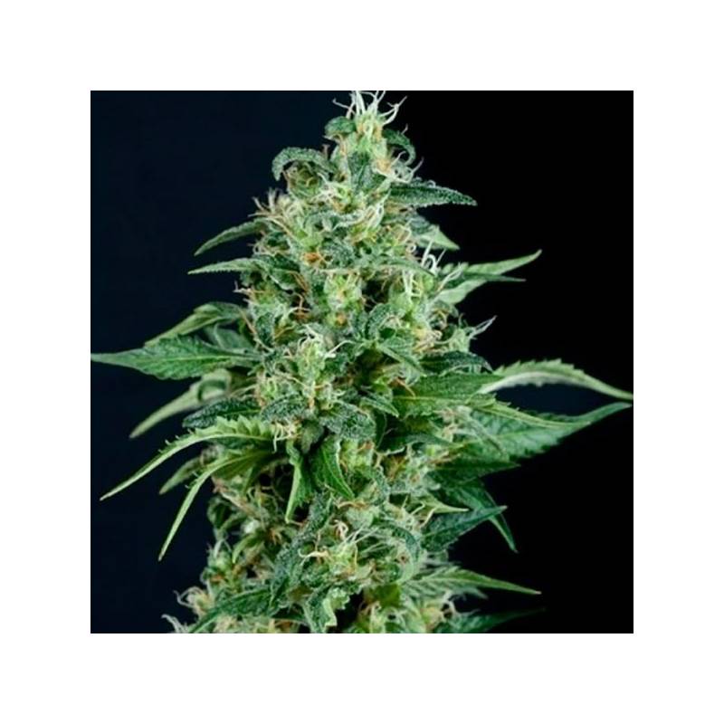 Kriptonite Autofloreciente Feminizada de Pyramid Seeds