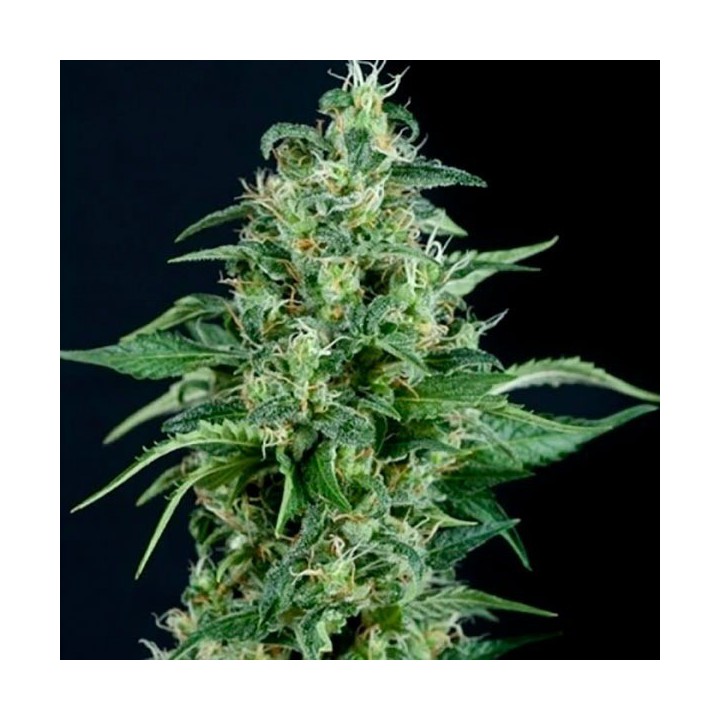 Kriptonite Autofloreciente Feminizada de Pyramid Seeds