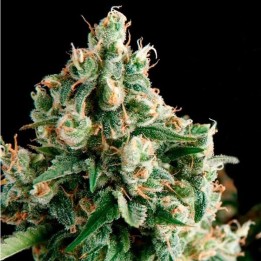 Lennon Autofloreciente Feminizada de Pyramid Seeds