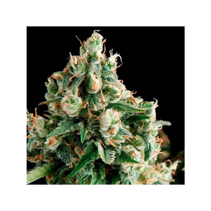 Lennon Autofloreciente Feminizada de Pyramid Seeds