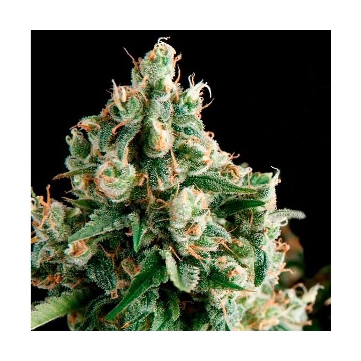 Lennon Autofloreciente Feminizada de Pyramid Seeds