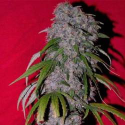 Sexbud Feminizada de Female Seeds