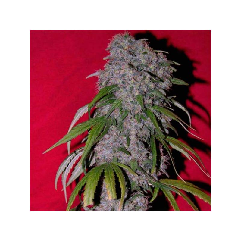 Sexbud Feminizada de Female Seeds