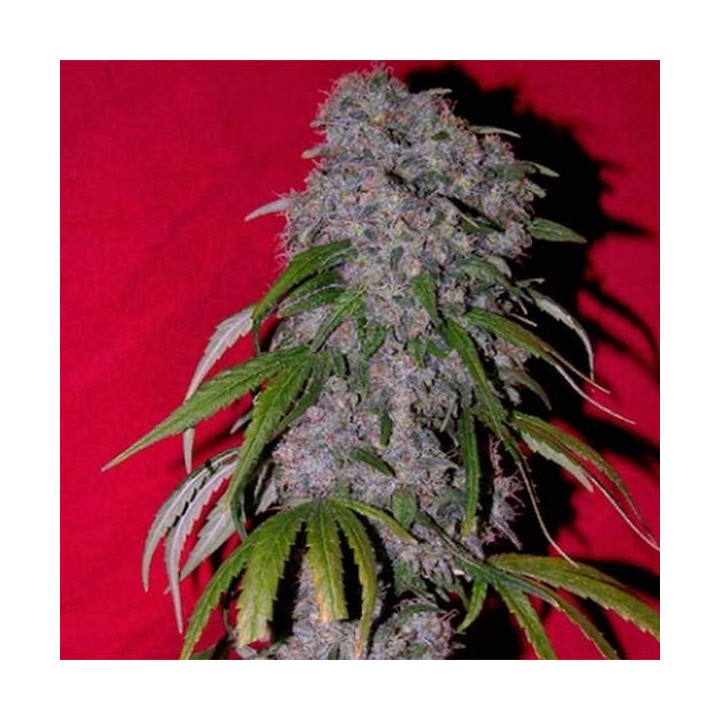 Sexbud Feminizada de Female Seeds