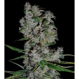 Nefertiti Autofloreciente Feminizada de Pyramid Seeds