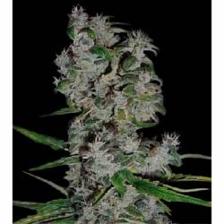 Nefertiti Autofloreciente Feminizada de Pyramid Seeds