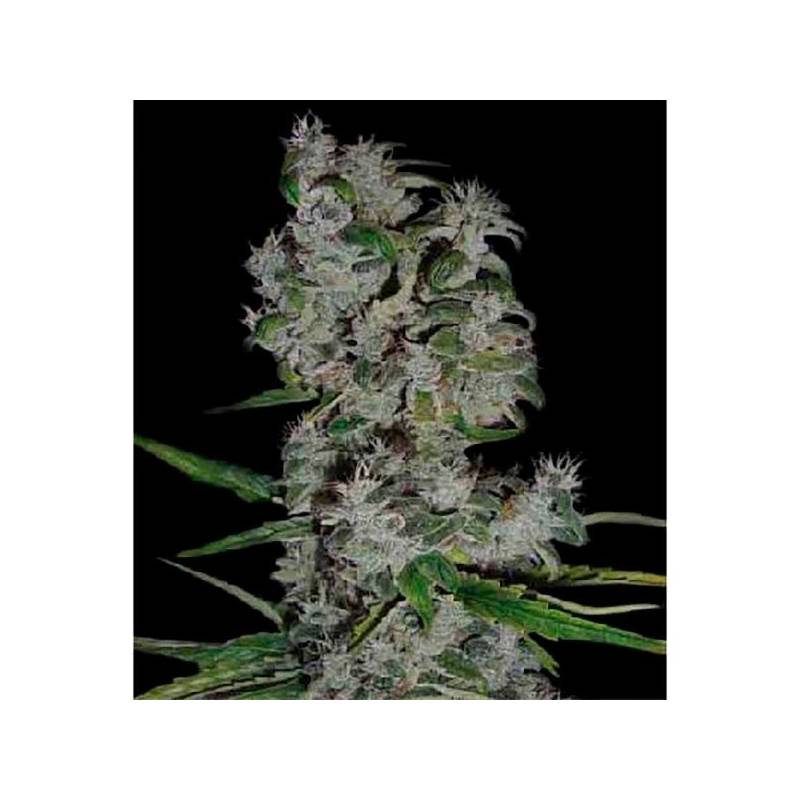 Nefertiti Autofloreciente Feminizada de Pyramid Seeds