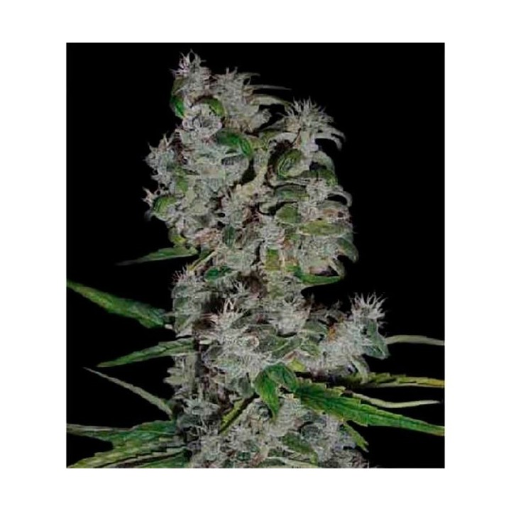 Nefertiti Autofloreciente Feminizada de Pyramid Seeds