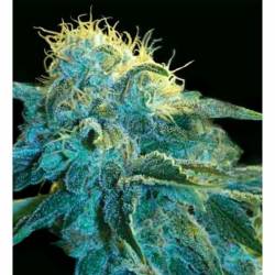 New York City Autofloreciente Feminizada de Pyramid Seeds