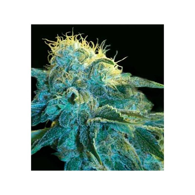 New York City Autofloreciente Feminizada de Pyramid Seeds