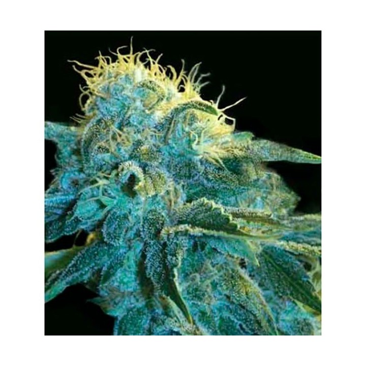 New York City Autofloreciente Feminizada de Pyramid Seeds