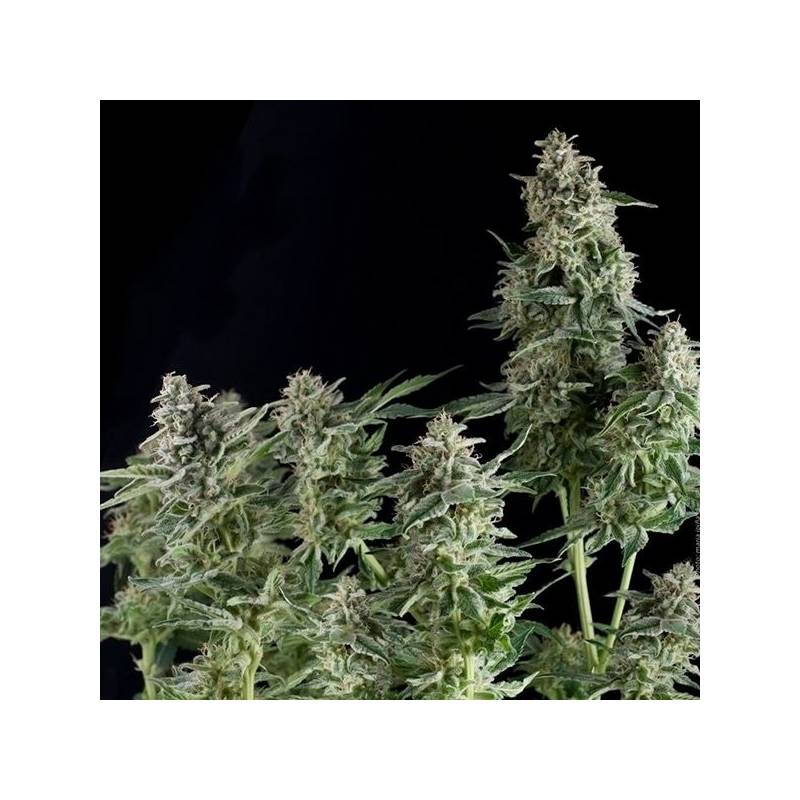 Northern Lights Autofloreciente Feminizada de Pyramid Seeds